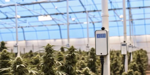 DLI for Autoflowers