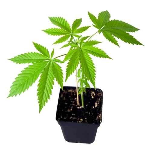 Blue Runtz Clones