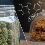 Split image: jar of cannabis buds, and a CBD chemical structure over other cannabis samples.