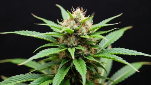 Australian Bastard Cannabis: A Unique Strain in the Cannabis World