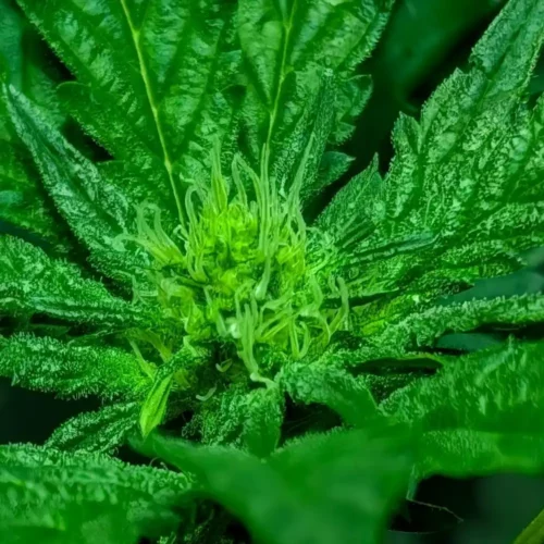 How to Grow Donnie Burger Weed Strain