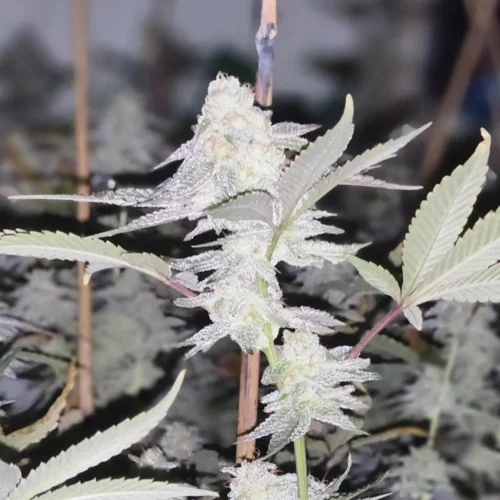 How to Grow Glitter Bomb Weed Strain