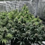 Honey Buns weed strain growing in an indoor setup with dense, frosty buds and lush green leaves, highlighting its vigorous growth and rich trichome production.