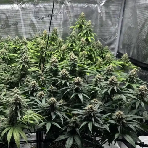 How to Grow Honey Buns Weed Strain