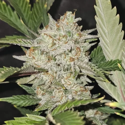 How to Grow Illemonati Weed Strain