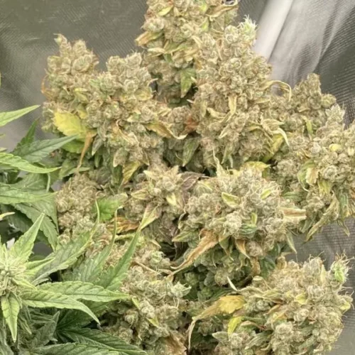 How to Grow Larry OG Weed Strain