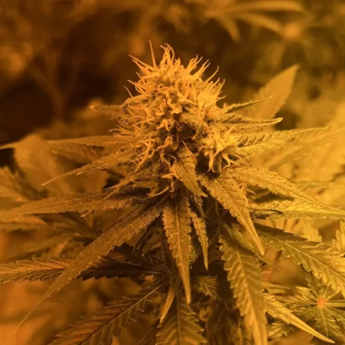 How to Grow Key Lime Jack Weed Strain