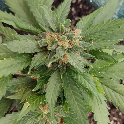 How to Grow P.O.G Strain