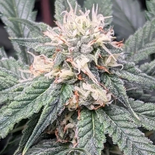 How to Grow Peachez Strain