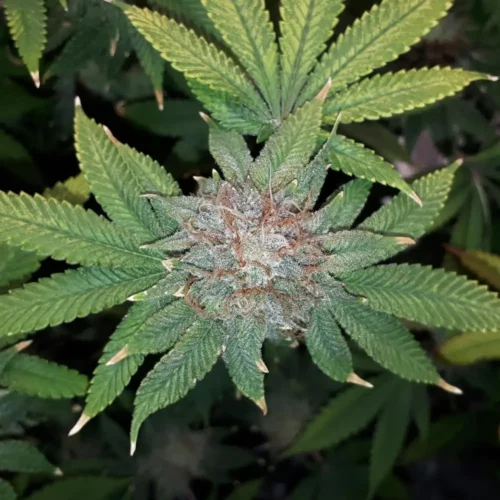 How to Grow Pink Gorilla Weed Strain
