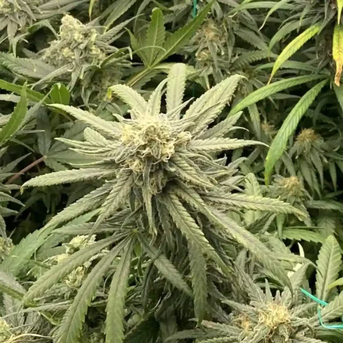 How to Grow Purple Pineapple Weed Strain