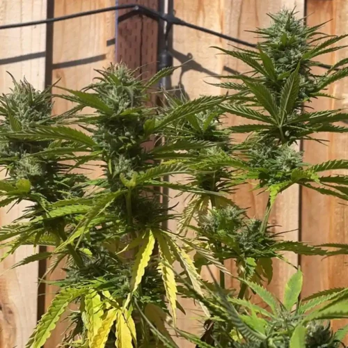 How to Grow Slurty 3 Weed Strain