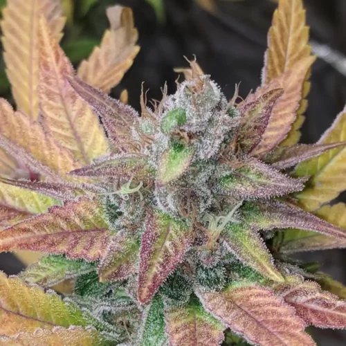 How to Grow Trop Cherry Weed Strain