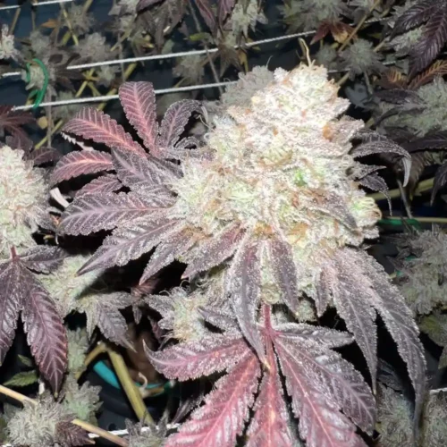 How to Grow Vice City Weed Strain