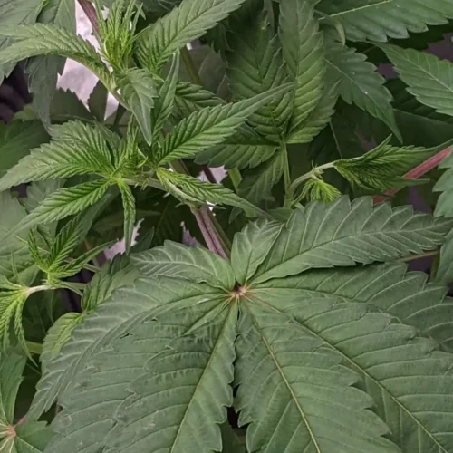 How to Grow Wonka’s Revenge Weed Strain