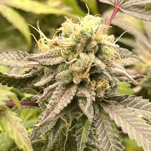 How to Grow Zruntz Weed Strain
