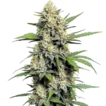 Honey Buns cannabis strain with dense, frosty buds.