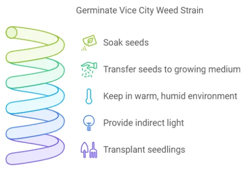 How To Grow Vice City Weed Strain