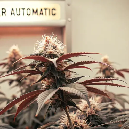 Hyper-realistic close-up of a "JACK HERER AUTOMATIC" cannabis plant with dense buds and reddish leaves under a glowing light.