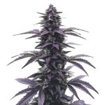 Key Lime Jack Strain Buds
