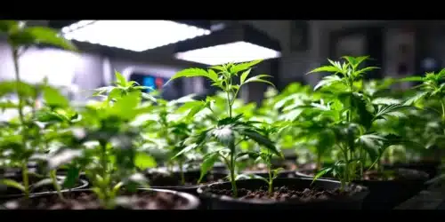 Cloning Cannabis