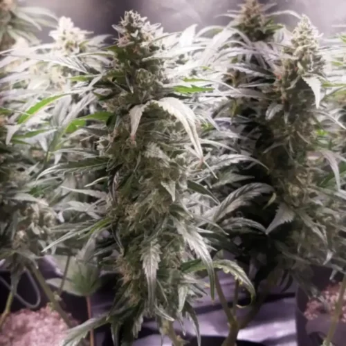 How to Grow Banana Kush Weed Strain