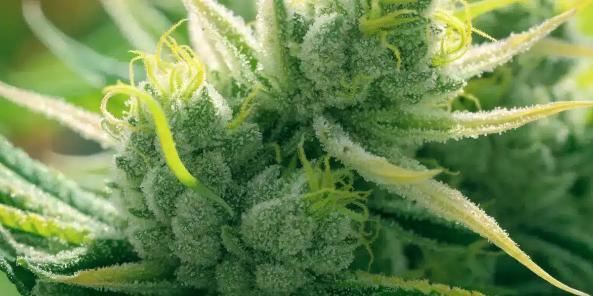 Cannabis Bud Covered in Trichomes – Macro Photography
