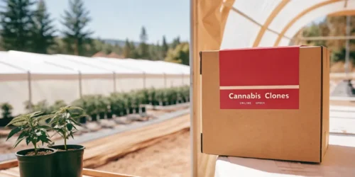 Clones SAC: Growing and Buying the Best Marijuana Clones in Sacramento