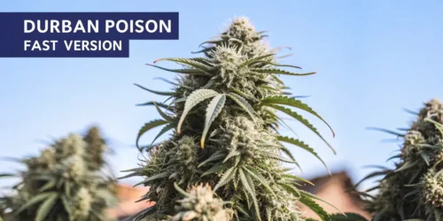 How to Grow Durban Poison Strain Fast Version