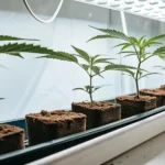 Early-stage cannabis clones growing in small cubes under bright LED lighting.