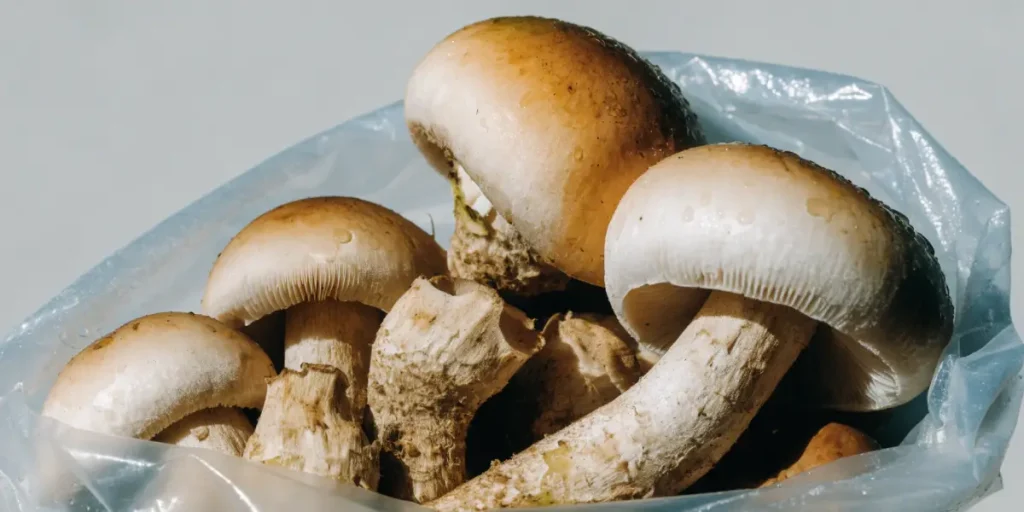 Fresh Psilocybin Mushrooms in a Plastic Bag