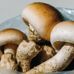 Fresh Psilocybin Mushrooms in a Plastic Bag