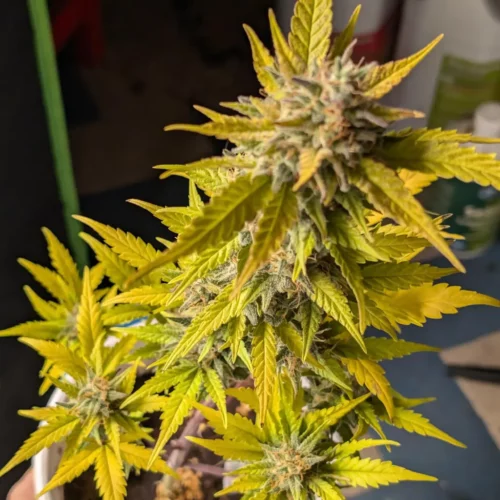 How to Grow Cherry Alien Autoflowering