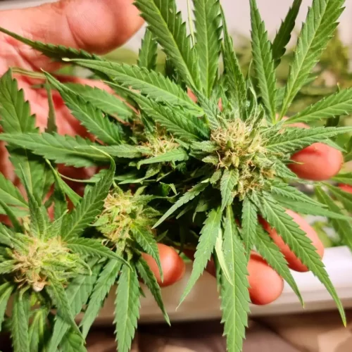 How to Grow Sweet Afghan Delicious Auto F1