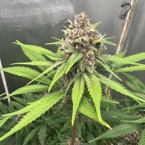How to Grow a Clone Indoor: Achieve Big Results