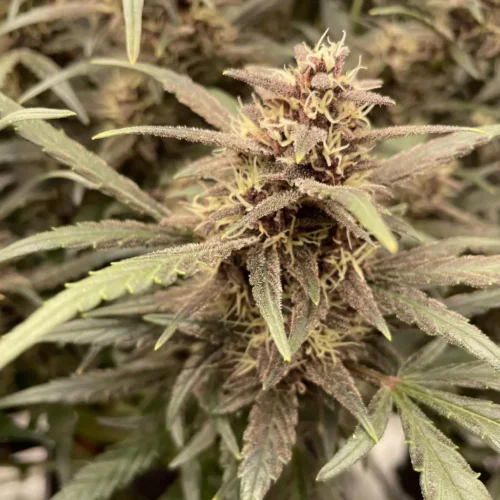 How to Grow Banana Punch Weed Strain