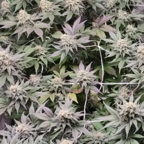 How to Grow Candyland CBD Strain