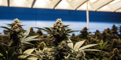How to Grow Lemon OG Weed Strain