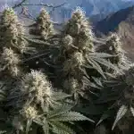 Resinous Kush Cannabis Buds in Mountain Landscape