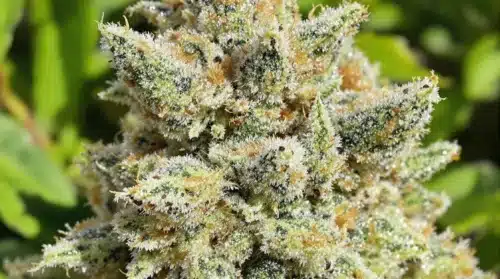 What is a High THCA Percentage?