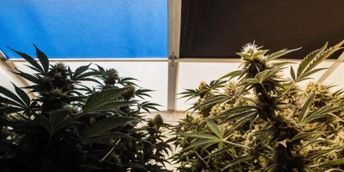 Putting Autoflower on 12/12: Is It Worth It for Your Cannabis Grow?