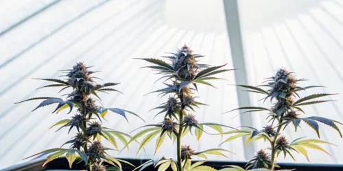 Exotic Clones: Elevate Your Cannabis Growing with Unique Strains