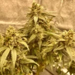 Indoor grow of 9lb Hammer strain with dense buds and yellow-tinged leaves under warm lighting.