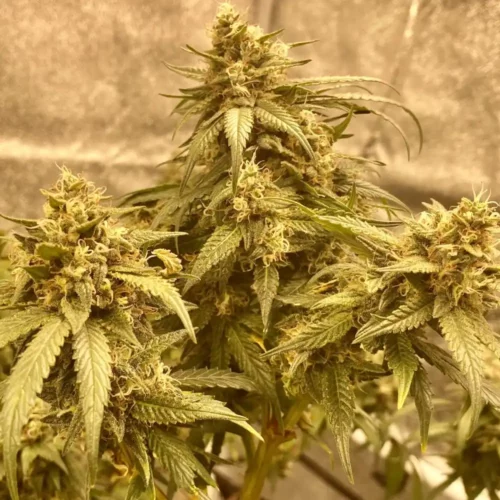 How to Grow 9lb Hammer Strain