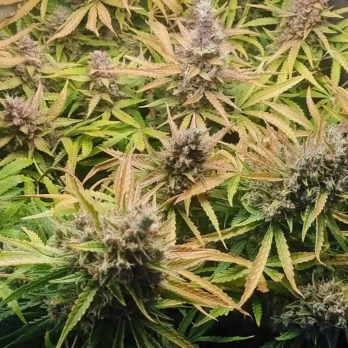 How to Grow Auto Big Bud Strain