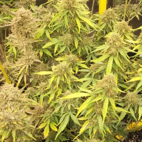 How to Grow Auto Kush XL