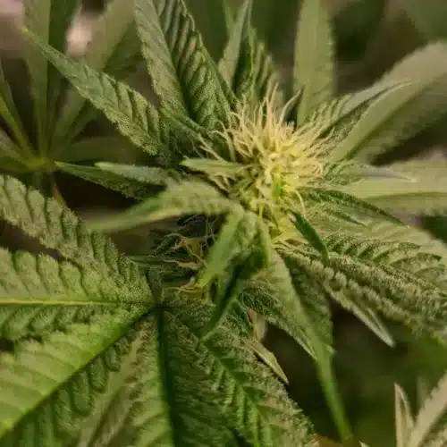 How to Grow Frosty Blue OG Weed Strain
