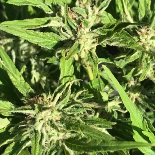 How to Grow Gelato FBV Strain