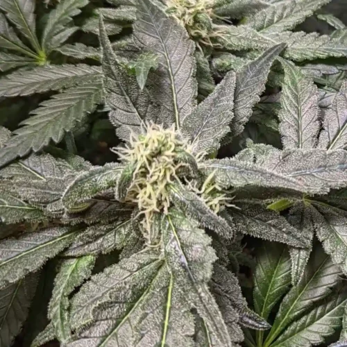 How to Grow God’s Gift Strain