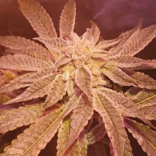 How to Grow Grand Daddy Purple x DoSiDos Strain